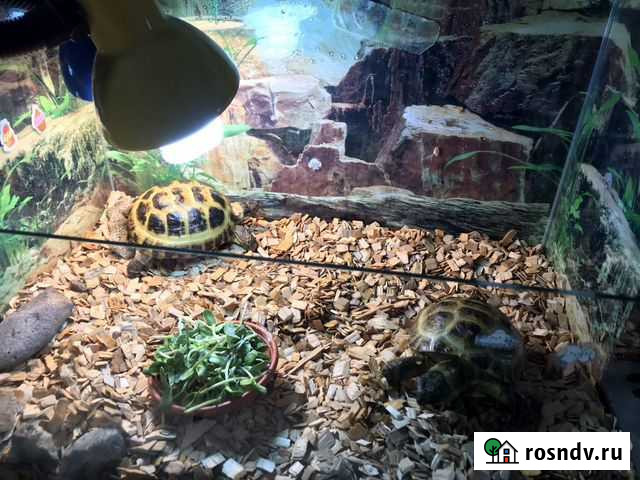Сухопутная черепаха Екатеринбург - изображение 1