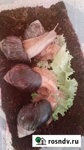 Улитки Астрахань - изображение 1