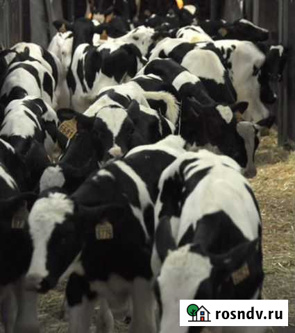 Бычки телята для откорма Кошехабль - изображение 1