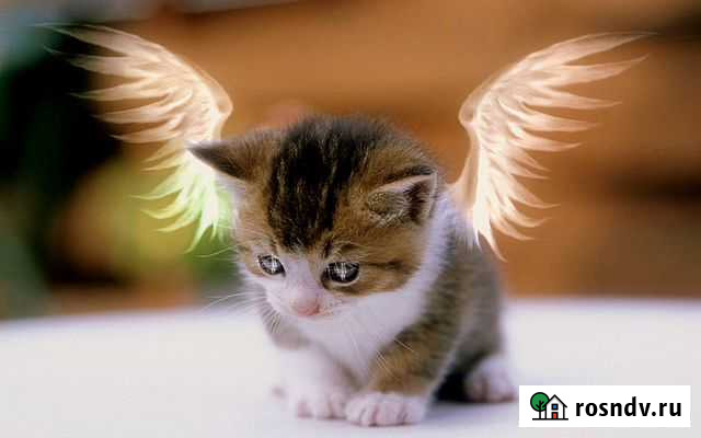 Кремация домашних животных Апатиты - изображение 1