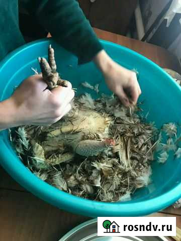 Кости куриные, цена за кг Астрахань - изображение 1