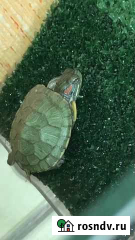 Красноухая черепаха с аквариумом Томск - изображение 1