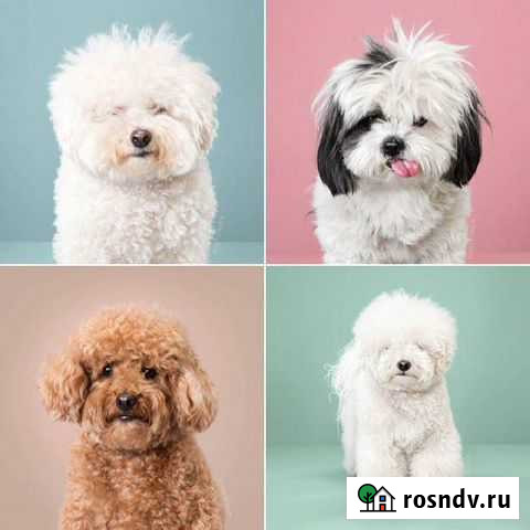 Груминг, стрижка собак новогодняя акция Светлогорск - изображение 1