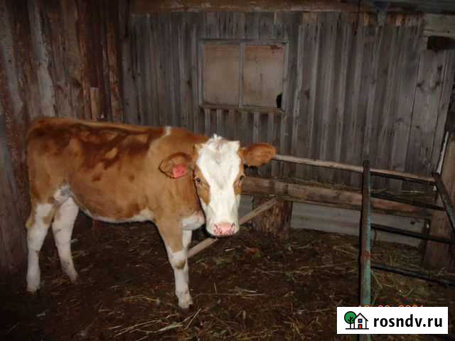 Телка телочка Мелеуз - изображение 1