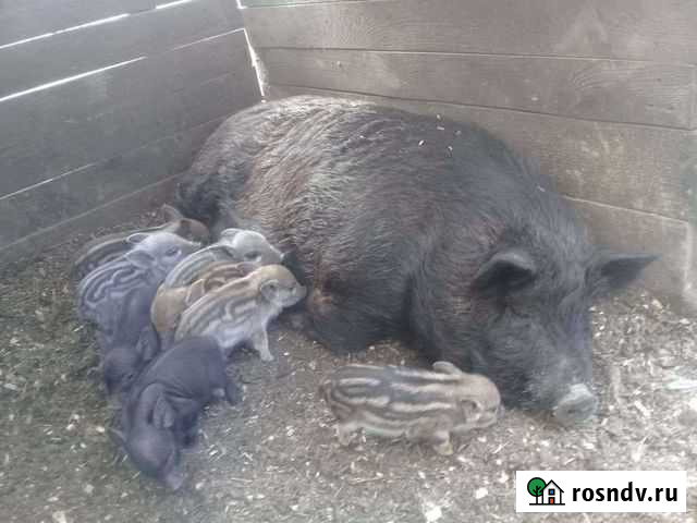 Свинки Поварово - изображение 1