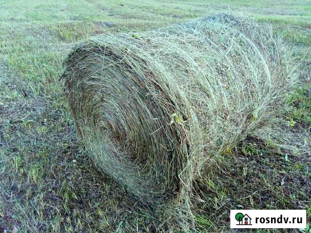 Сено. Урожай 2021 Ельцовка - изображение 1