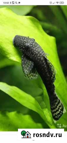 Анциструсы (сомики) разные Серпухов - изображение 1