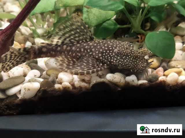 Анциструс Ноябрьск - изображение 1