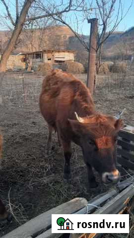 Телята Усть-Джегута - изображение 1