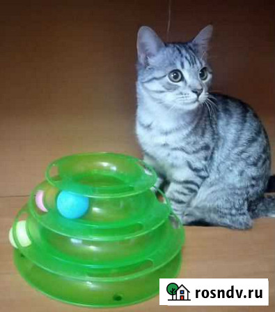 Игрушка для котят Авсюнино - изображение 1