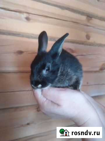 Декоративные карликовые кролики Иркутск - изображение 1
