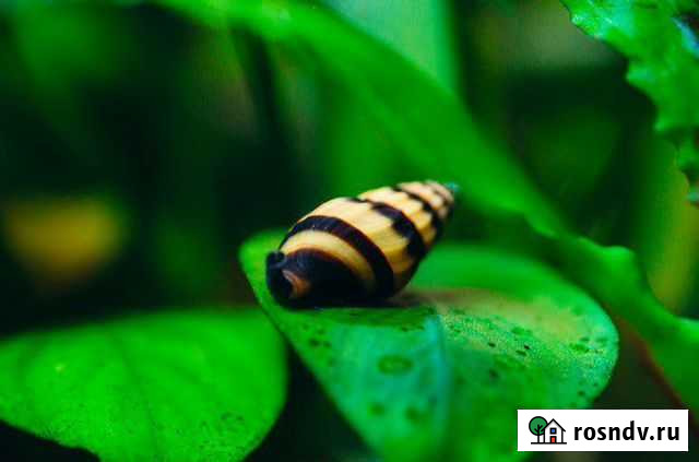 Улитка Хелена Пенза - изображение 1