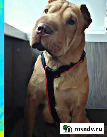 Амуниция для собак на заказ Липецк - изображение 1