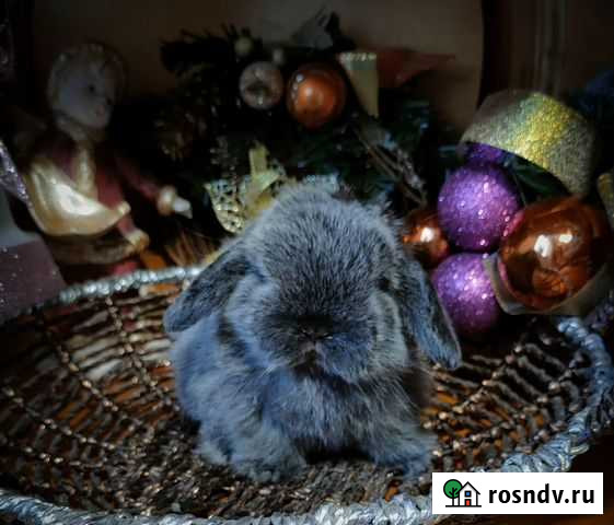 Чистопородные минилопы Новосибирск - изображение 1