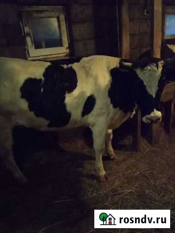 Корова и телки Речицы - изображение 1