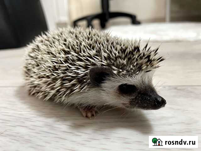 Карликовый африканский ежик Краснодар - изображение 1