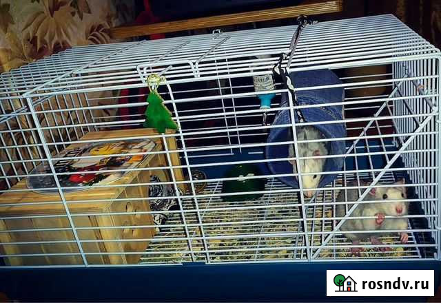 Крысы Дзержинск - изображение 1