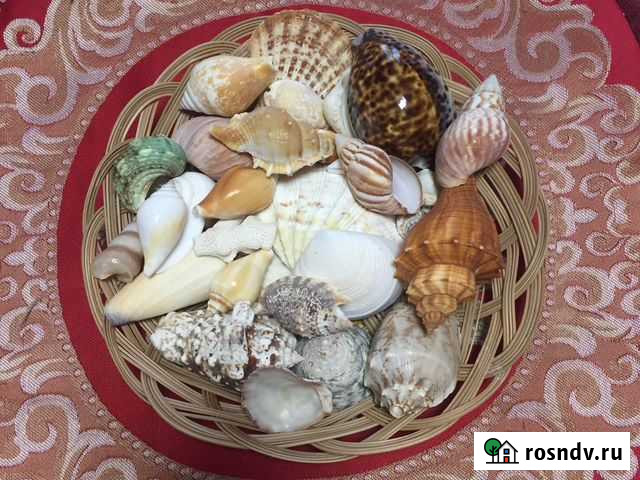 Ракушки Уфа - изображение 1