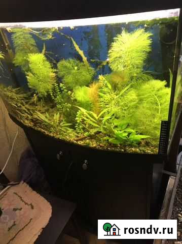 Аквариум с тумбой 100 л Фрязино - изображение 1