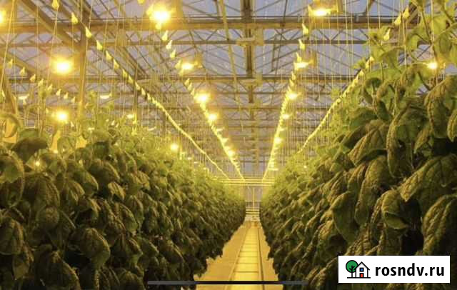 Ищу партнера в тепличный бизнес Набережные Челны - изображение 1