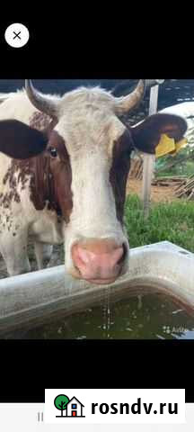 Корова Коржевский - изображение 1