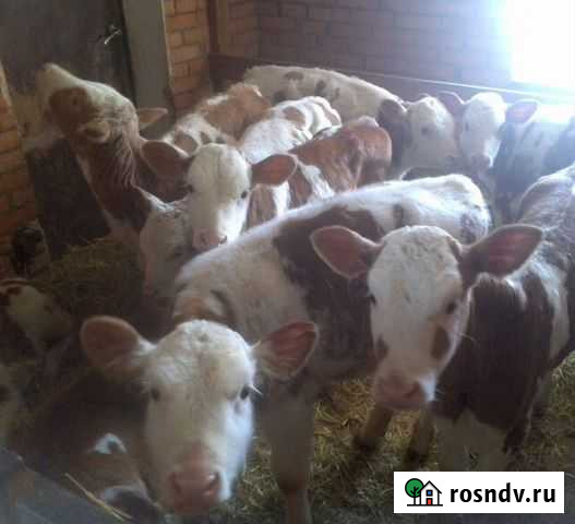 Телята для откорма Ольгинская - изображение 1
