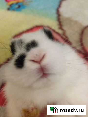 Декоративный двухмесячный кролик Свободный - изображение 1