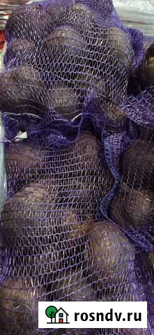 Свекла Ярославль - изображение 1