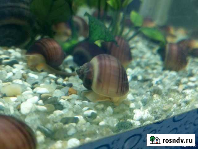 Улитки аквариумные Ампулярия Йошкар-Ола - изображение 1