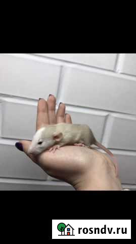 Крыса/крысята дамбо Краснодар - изображение 1