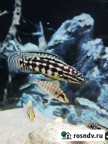 Юлидохромис Марлиера Новокузнецк - изображение 1