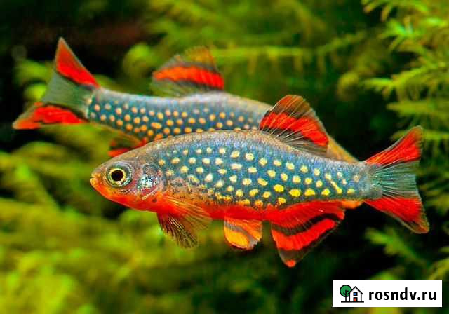 Микрорасбора галактика Волгодонск - изображение 1