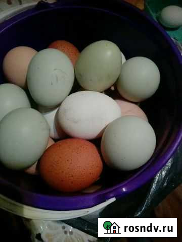 Яйцо, мясо птицы Чита - изображение 1