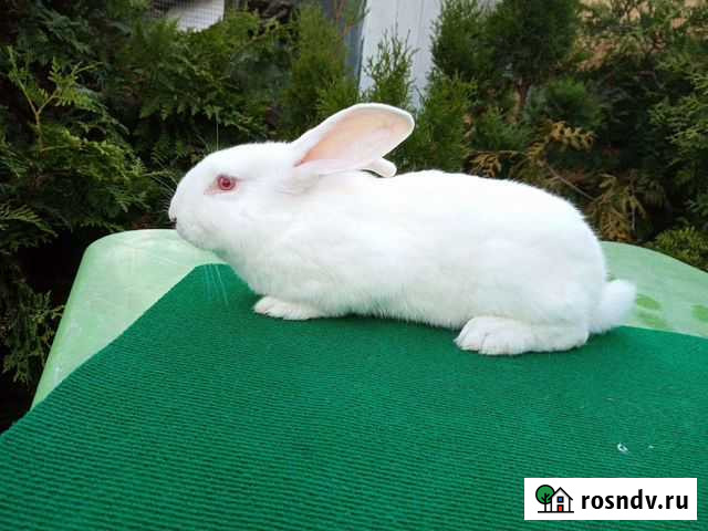 Белый паннон Новосибирск - изображение 1