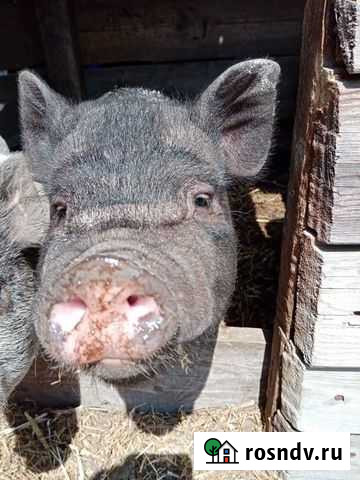 Свин вьет Павловск - изображение 1