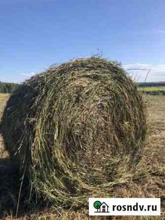 Сено Дзержинск