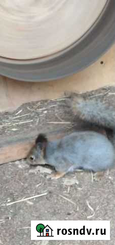 Белки Плес - изображение 1