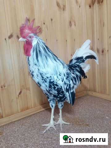 Леггорн далматинец Орехово-Зуево - изображение 1