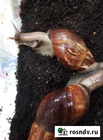 Улитки ахатины Новосибирск - изображение 1