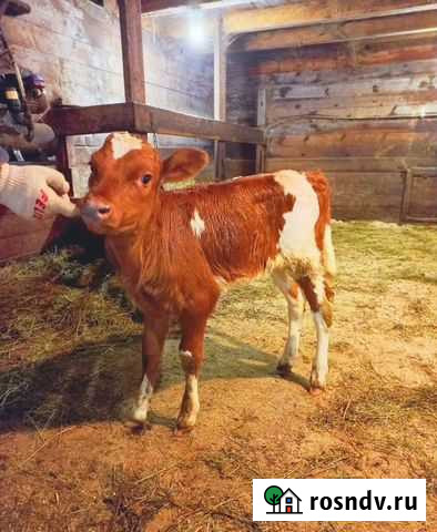 Продам телят Железногорск - изображение 1