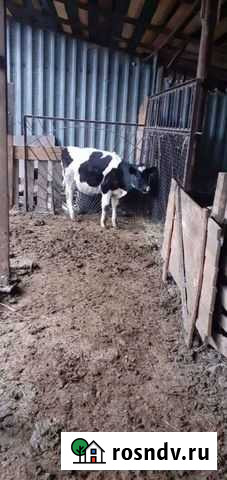 Продаю крс Спиридоновка - изображение 1