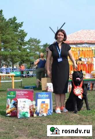 Дрессировка собак Альметьевск - изображение 1