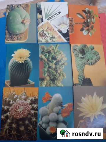 Открытки СССР кактусы Краснодар - изображение 1