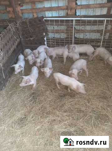 Поросята Калининград - изображение 1