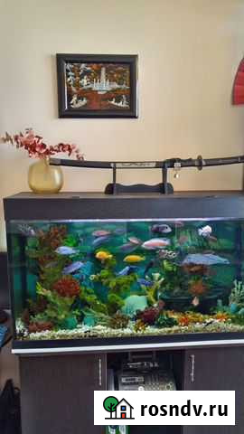 Продам аквариум 300 литров Дмитров - изображение 1