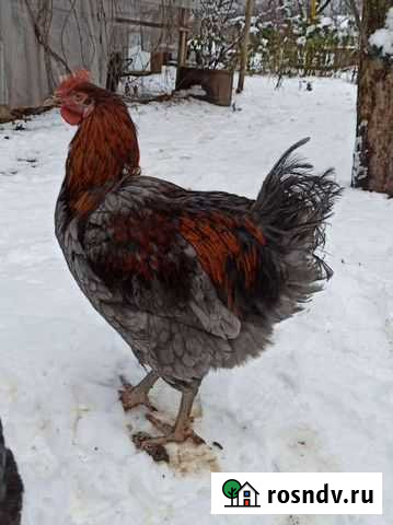 Молодые петухи Джерсинский Гигант, Мараны Муром - изображение 1