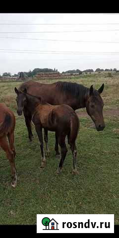 Домашние животные Нарткала - изображение 1