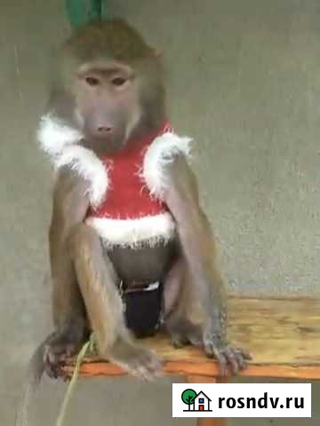 Обезьяна Москва - изображение 1