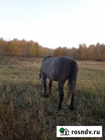 Лошадь жеребец обученный 5 лет Лебяжье - изображение 1