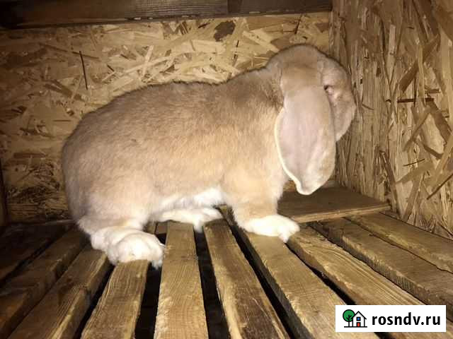 Кролики хороших кровей Нарткала - изображение 1